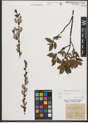 Foto von Salix phylicifolia L.
